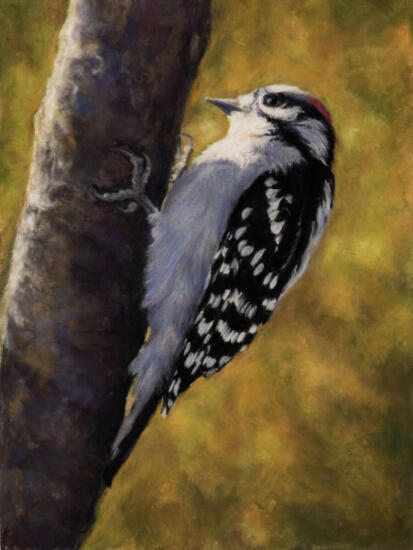 Lesley Heathcote, Downy Woodpecker